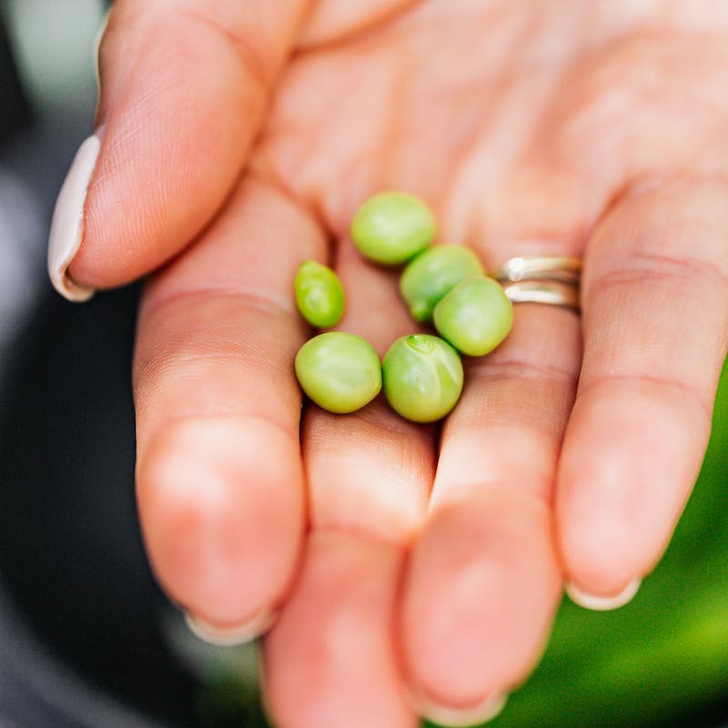 Chọn đậu tươi ngon, to tròn